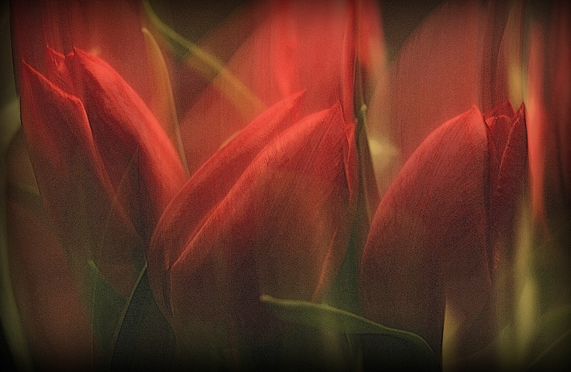1. `Rødt`: `Tulipaner`af Mette Müller