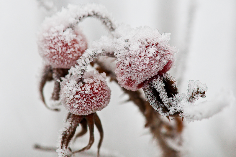 1. `Vinter`: Krystaliseret hybenbær af Karina Jakobsen